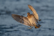 Stephen Nobbs - Snipe Putting On The Brakes